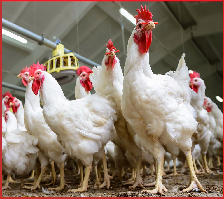 Poultry Farming